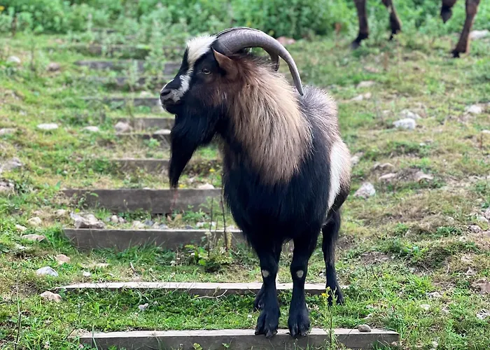 La Longere Reve Normand Honfleur - Parking Prive - Entierement Refait *