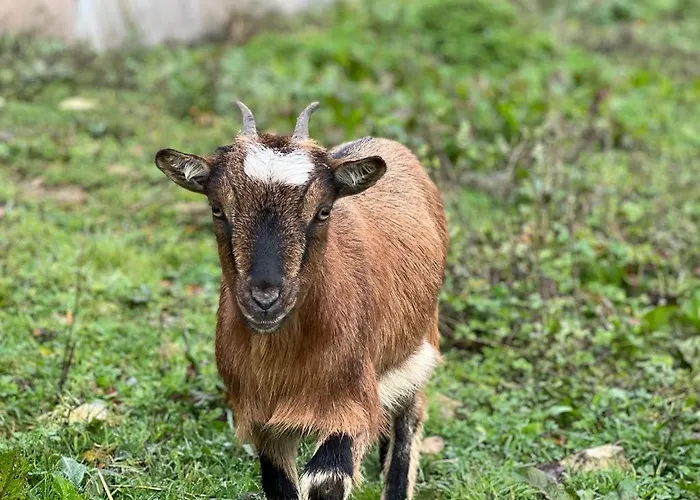 La Longere Reve Normand Honfleur - Parking Prive - Entierement Refait 라리비에르생소뵈르