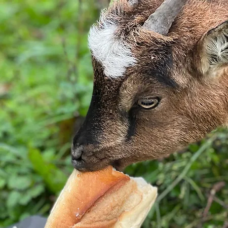 La Longere Reve Normand Honfleur - Parking Prive - Entierement Refait * La Rivière-Saint-Sauveur