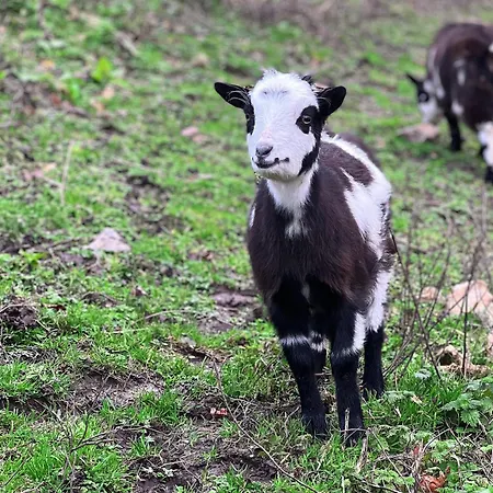 La Longere Reve Normand Honfleur - Parking Prive - Entierement Refait *