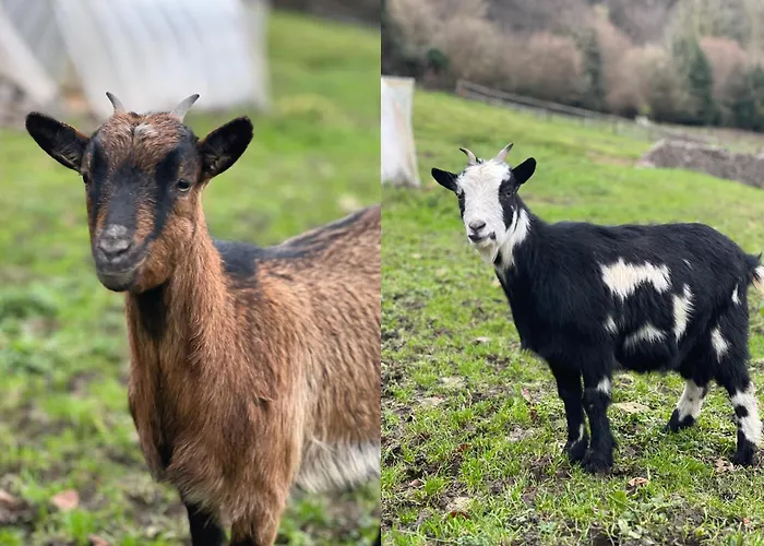 La Longere Reve Normand Honfleur - Parking Prive - Entierement Refait * La Riviere-Saint-Sauveur